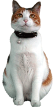 AN